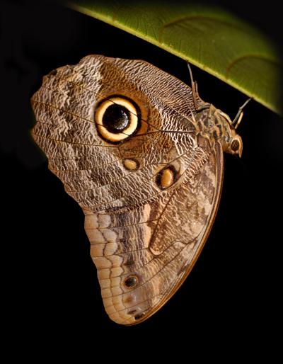 Caligo Butterfly