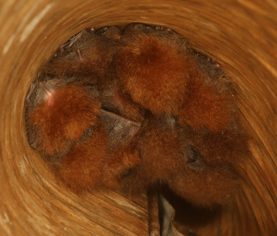 Peters' Disk-winged Bats - Thyroptera discifera