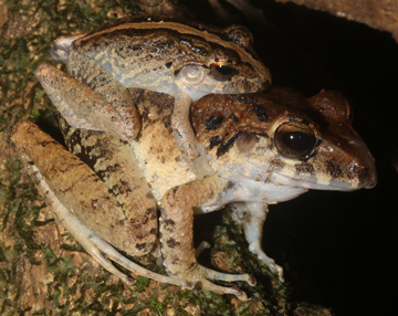 Common Rain Frogs - Craugastor fitzingeri