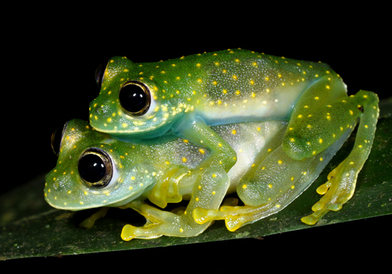 Cascade Glass Frogs - Sachatamia albomaculata