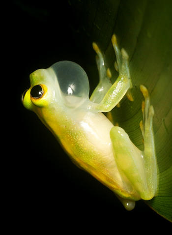 Reticulated Glass Frog - Hyalinobatrachium valerioi