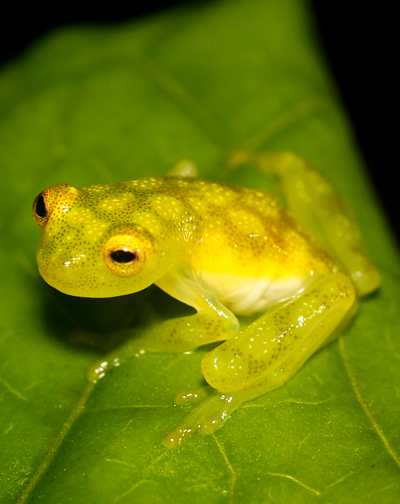 Reticulated Glass Frog - Hyalinobatrachium valerioi