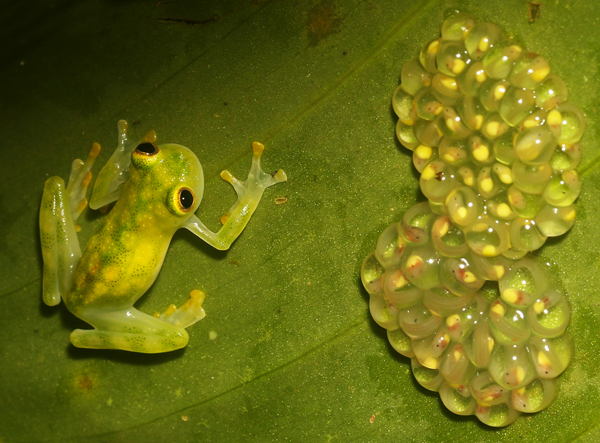 Reticulated Glass Frog - Hyalinobatrachium valerioi