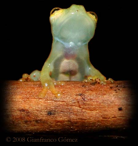 Cricket Glass Frog - Hyalinobatrachium colymbiphyllum