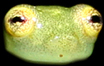 Cricket Glass Frog - Hylinobatrachium colymbiphyllum
