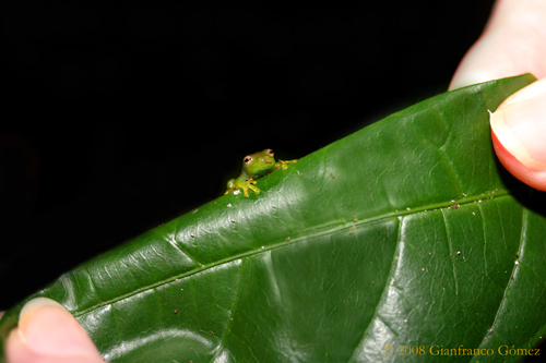 Granular Glass Frog Juvenile - Cochranella granulosa