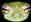 Cascade Glass Frog - Cochranella albomaculata