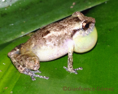 Tink Frog - Diasporus diastema