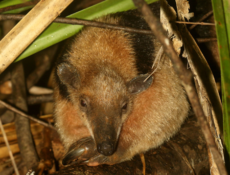 Northern Tamandua - Tamandua mexicana