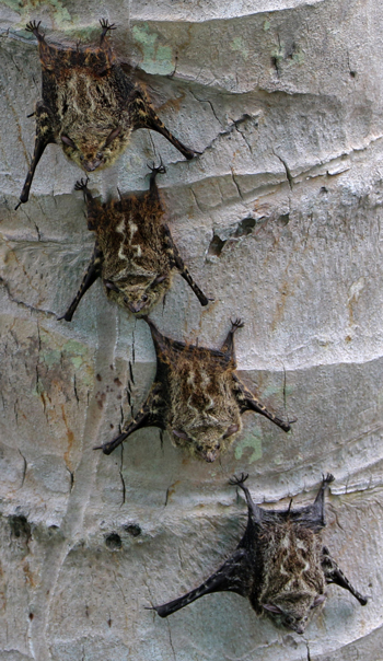 Proboscis Bats - Rhynchonycteris naso