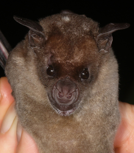 Pale Spear-nosed Bat - Phyllostomus discolor
