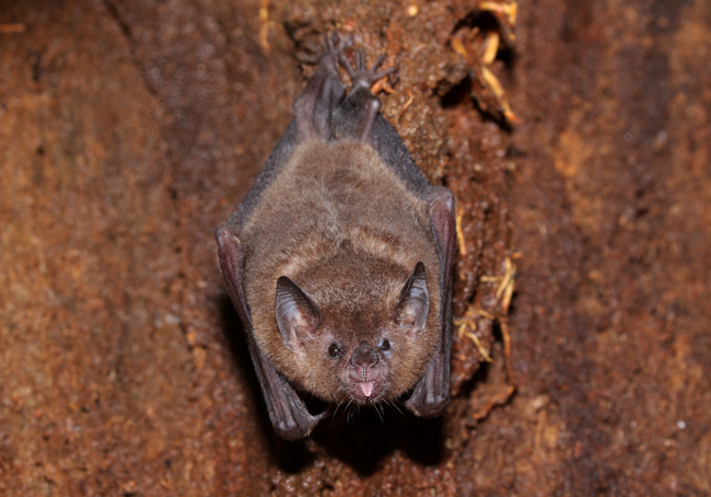 Commissaris's Long-tongued Bat - Glossophaga commissarisi