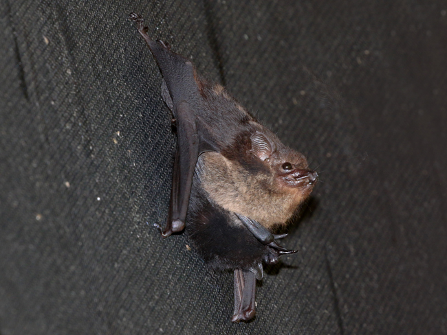 Greater White-lined Bat - Saccopteryx bilineata