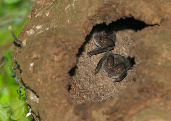 White-throated Round-eared Bats - Lophostoma silvicolum