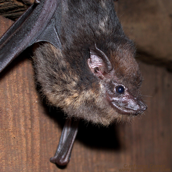 Greater White-lined Bat - Saccopteryx bilineata