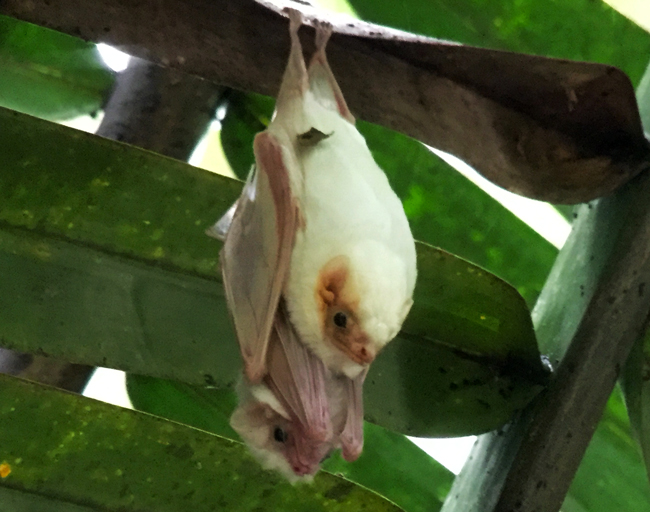 Northern Ghost Bat - Diclidurus albus