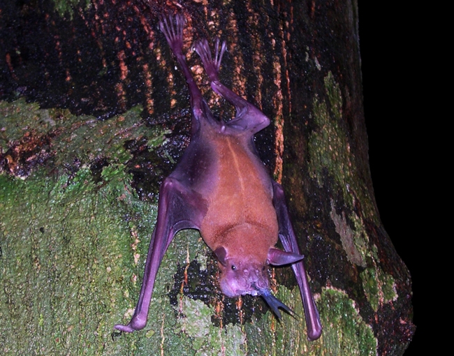 Greater Bulldog Bat feeding - Noctilio leporinus