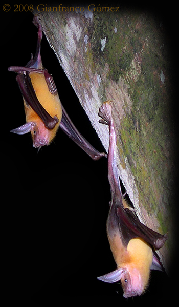 Greater Bulldog Fishing Bats - Noctilio leporinus