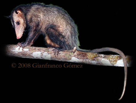Common Opossum - Didelphis marsupialis
