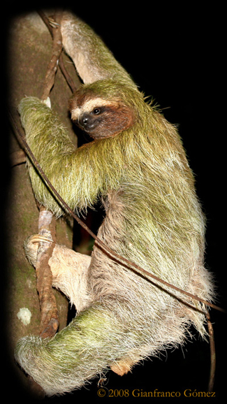 Brown-throated Three-toed Sloth - Bradypus variegatus