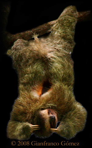 Brown-throated Three-toed Sloth - Bradypus variegatus