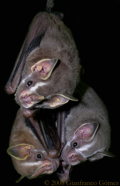 Tent-making Bats