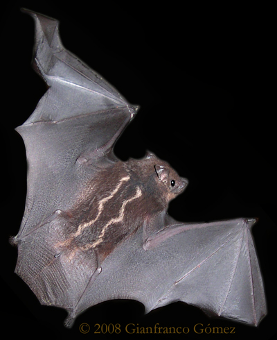 White-lined Bats