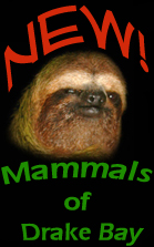 Mammals Home Page