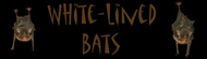 White-lined Bats 