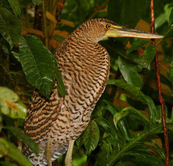 Bare-throated Tiger-Heron in the Sierpe-Terraba Mangrove Reserve