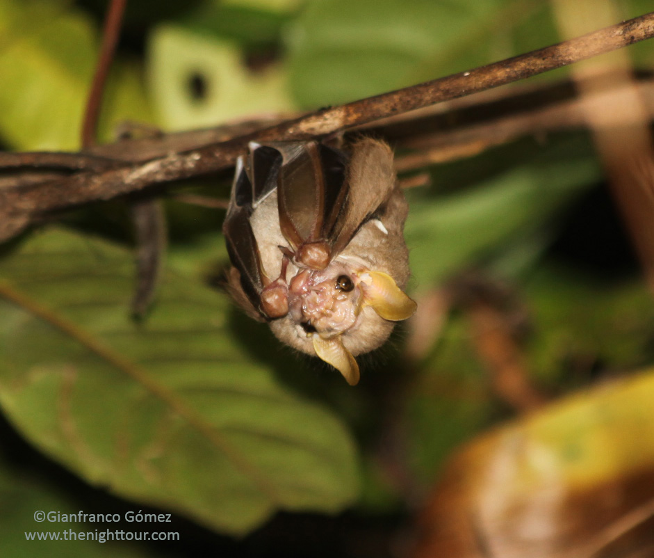 Wrinkle-faced Bat - Centurio senex