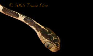 Drake Bay, Costa Rica - The Chunk-headed Snake is often seen on The Night Tour in Drake Bay.