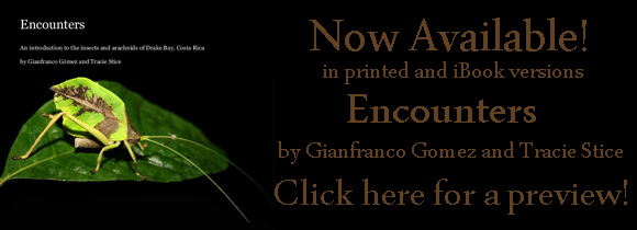Preview Gian and Tracie's new book: Encounters: An introduction to the insects and arachnids of Drake Bay, Costa Rica
