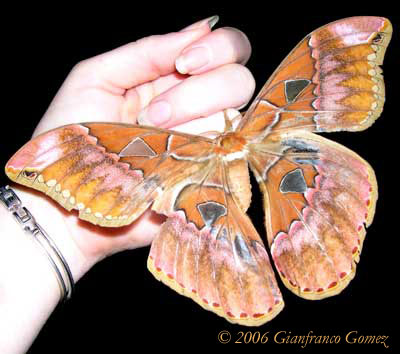 Drake Bay, Costa Rica - This Rothschildia Silkmoth is one of the most beautiful moths in Costa Rica. 