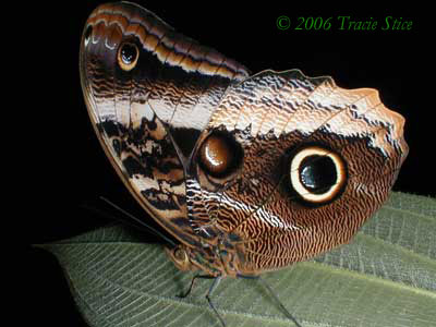 Drake Bay, Costa Rica - The Owl Butterfly is a common resident of Drake Bay.  