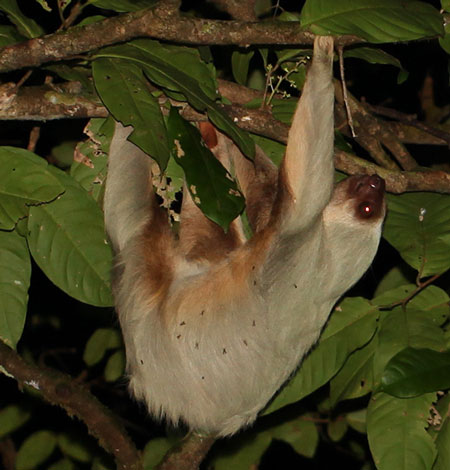 Hoffmann's Two-toed Sloth photographed during the Night Tour in Drake Bay, Costa Rica