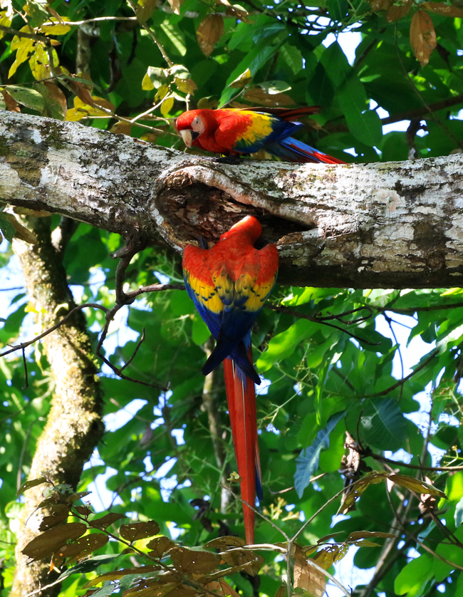Scarlet Macaws - Ara macaw