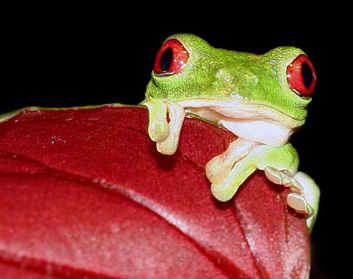 Gaudy Leaf Frog, Agalychnis callidryas, photographed during the Night Tour in Drake Bay, Costa Rica