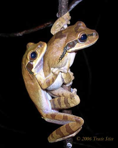 Drake Bay, Costa Rica - Like all other tree frogs, masked tree frogs are mostly active during the night.