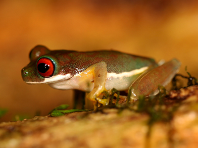 Rufous-eyed Stream Frog - Duellmanohyla rufioculis