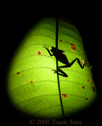 Gaudy Leaf Frog - Agalychnis callidryas