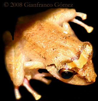 Pygmy Rain Frog - Pristimantis ridens