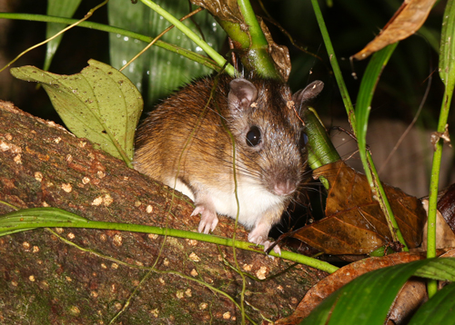 Tomes' Spiny Rat - Proechimys semispinosus