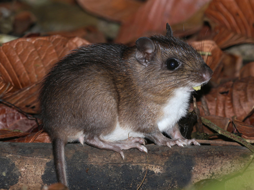 Tomes’ Spiny Rat - Proechimys semispinosus