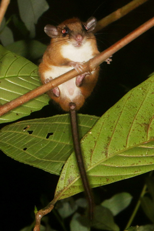 Vesper Rat - Nyctomys sumichrasti