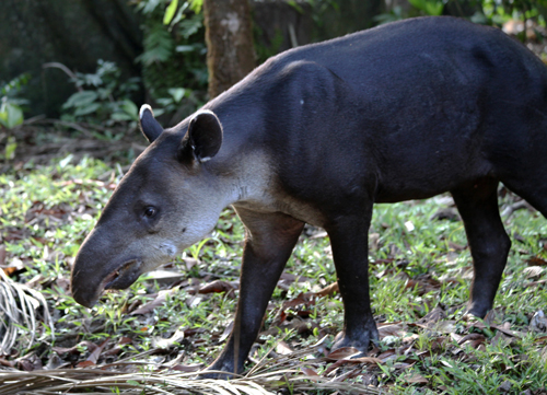 Baird's Tapir - Tapirus bairdii
