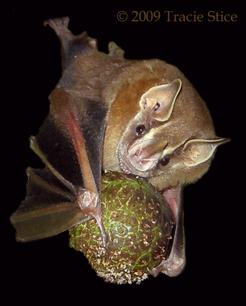 Tentmaking Bat feeding