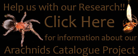 Drake Bay Arachnids Catalogue