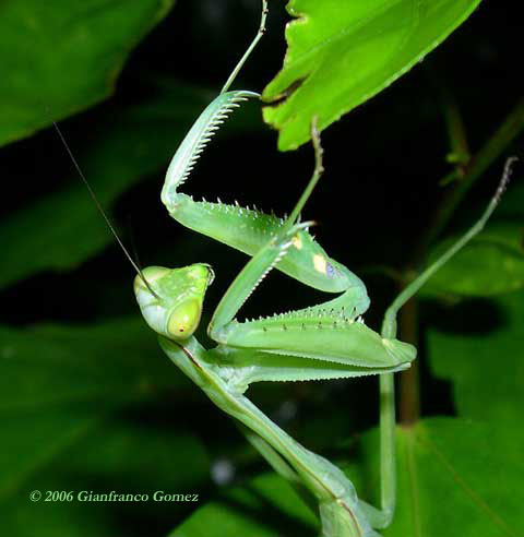 Drake Bay, Costa Rica - Praying Mantises, like this one photographed on The Night Tour in Drake Bay, are voracious predators.