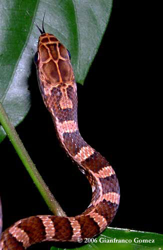 Drake Bay, Costa Rica - Snakes are commonly seen on The Night Tour with Tracie The Bug Lady.